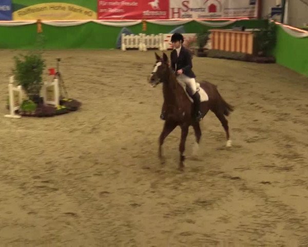 Keppelner Springpferdemeeting 2015