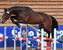 stallion Guss de Kergane (Selle Français, 2016, from Berdenn de Kergane)