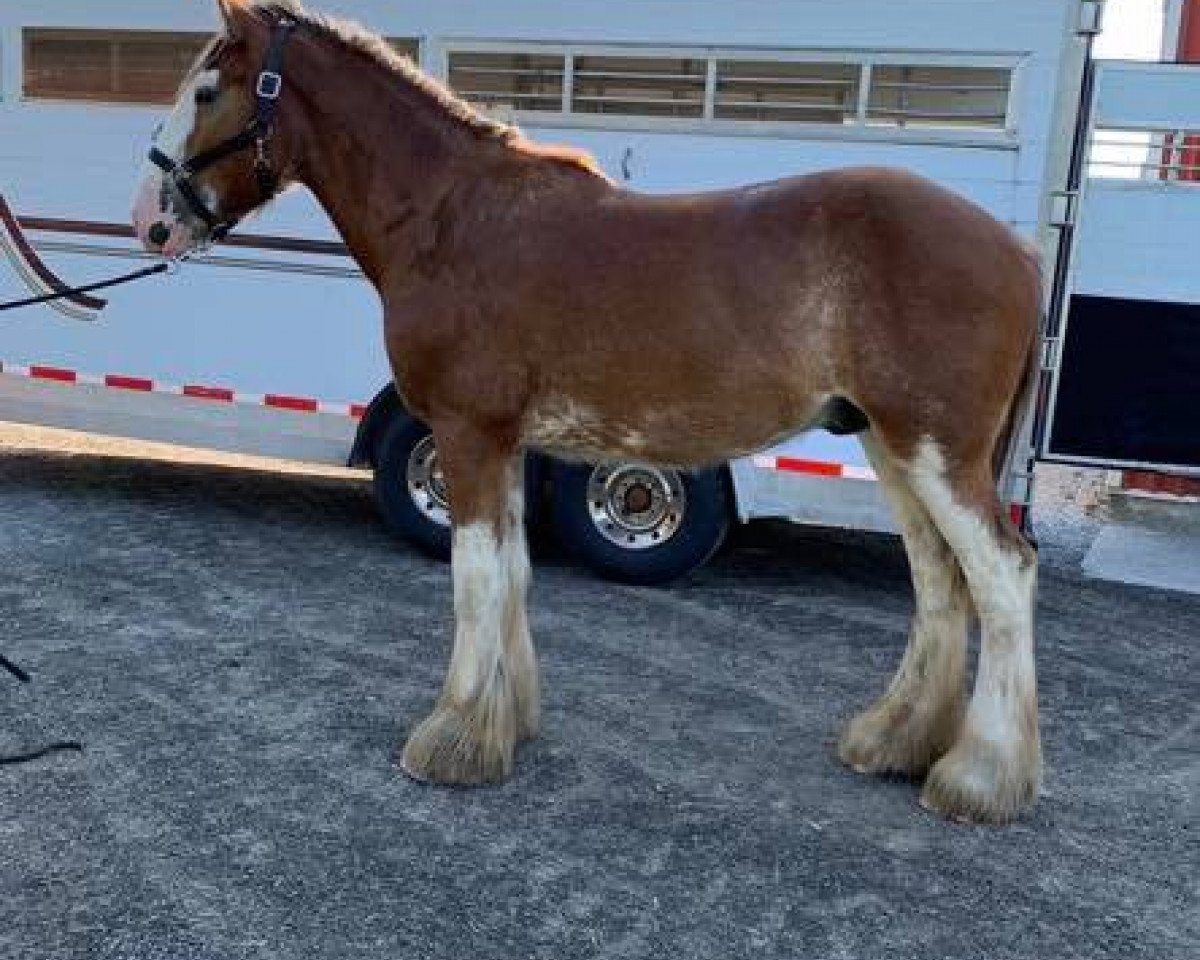horse Brelee Oliver (Clydesdale, 2018, from Ozark's Royal Distorted Motion)