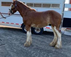 horse Brelee Oliver (Clydesdale, 2018, from Ozark's Royal Distorted Motion)