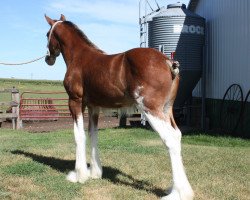 horse Anderson's Royale Queen (Clydesdale, 2020, from Thorpe Hill Royale)