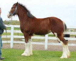 Pferd Brookside Barb (Clydesdale, 2019, von Tablerock's Cracker Jack)