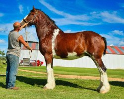 broodmare Brookside Reba (Clydesdale, 2015, from Irish Thunder's Celtic Dawson)