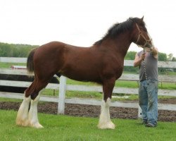 Pferd Brookside Henry (Clydesdale, 2019, von Tablerock's Cracker Jack)