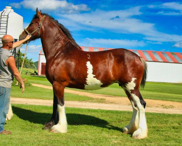 broodmare Brookside Brody (Clydesdale, 2016, from Irish Thunder's Celtic Dawson)