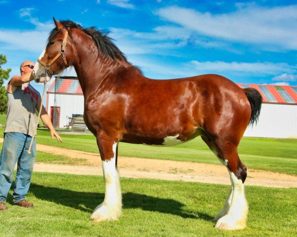 broodmare Brookside Bishop (Clydesdale, 2016, from Irish Thunder's Celtic Dawson)