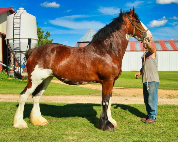 horse Brookside Bella (Clydesdale, 2016, from Irish Thunder's Celtic Dawson)