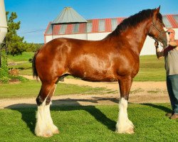 Zuchtstute Brookside Babe Ruth (Clydesdale, 2014, von Irish Thunder's Celtic Dawson)