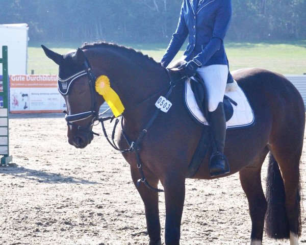 jumper Coco Chanel 224 (German Sport Horse, 2010, from Colestus)