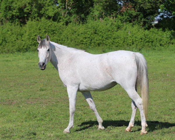 broodmare Ayshira ox (Arabian thoroughbred, 2012, from Shahir Ibn Daha ox)