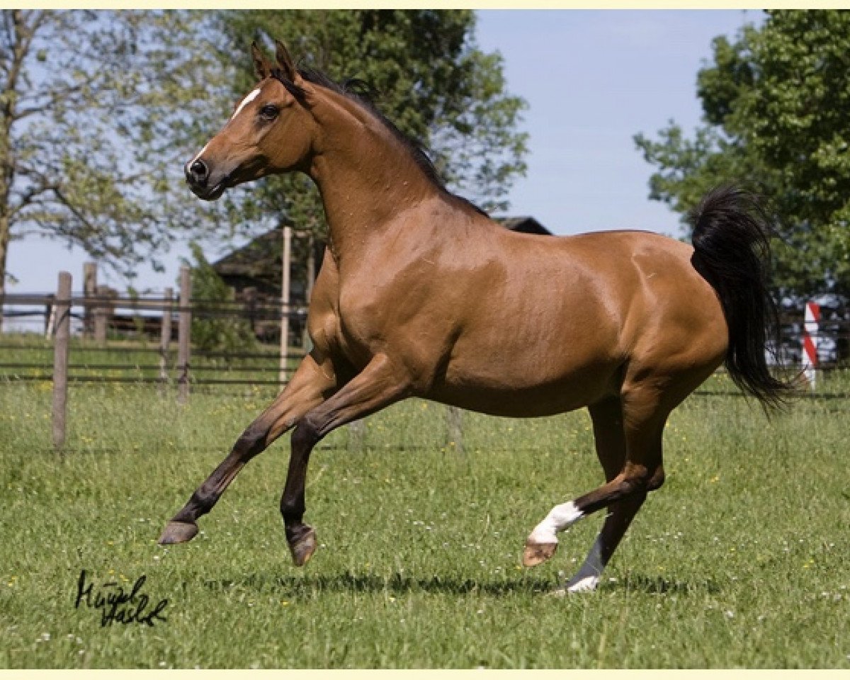 broodmare Zsa-Zsa ox (Arabian purebred, 2000, from Santhos 1981 ox)