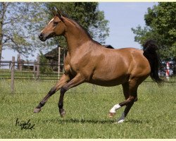 broodmare Zsa-Zsa ox (Arabian thoroughbred, 2000, from Santhos 1981 ox)