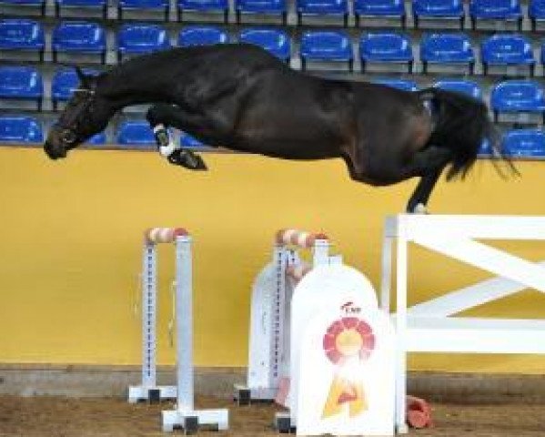 stallion Ciacolini (German Sport Horse, 2011, from Ciaco's Son S)