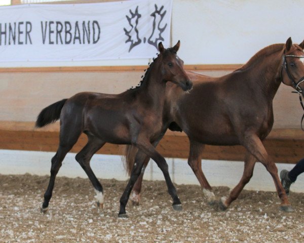 horse Rumpelstilzchen KK (Trakehner, 2020, from Opernball)