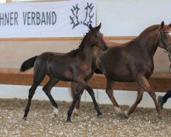 Pferd Rumpelstilzchen KK (Trakehner, 2020, von Opernball)