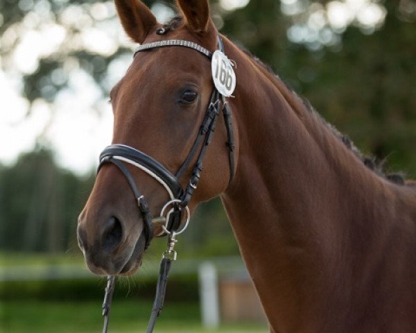 dressage horse Rana W (Trakehner, 2014, from Laurel)