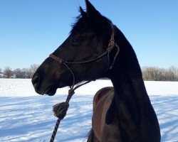 dressage horse Milagro (Trakehner, 2009, from Sanssouci)