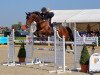 jumper Glendine Domino (Irish Sport Horse, 2012, from O.B.O.S.Quality 04)