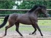 Deckhengst Dark Dancer 43 (Deutsches Reitpony, 2016, von Arts-Dondaro)