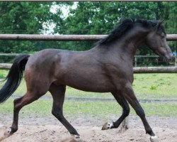 stallion Dark Dancer 43 (German Riding Pony, 2016, from Arts-Dondaro)