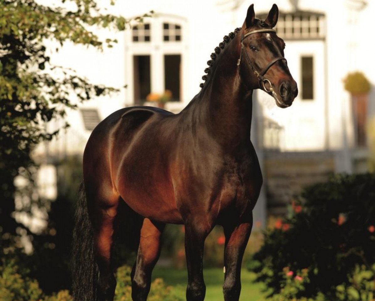 Deckhengst Nekton (Holsteiner, 2000, von Nimmerdor)
