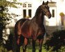 stallion Nekton (Holsteiner, 2000, from Nimmerdor)
