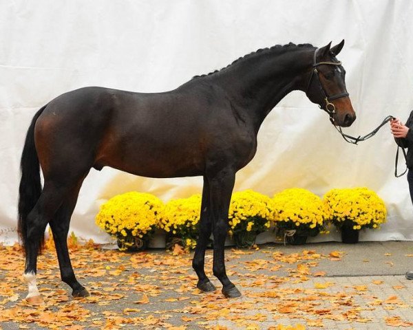 stallion Marseille 6 (Trakehner, 2010, from Prince Patmos)