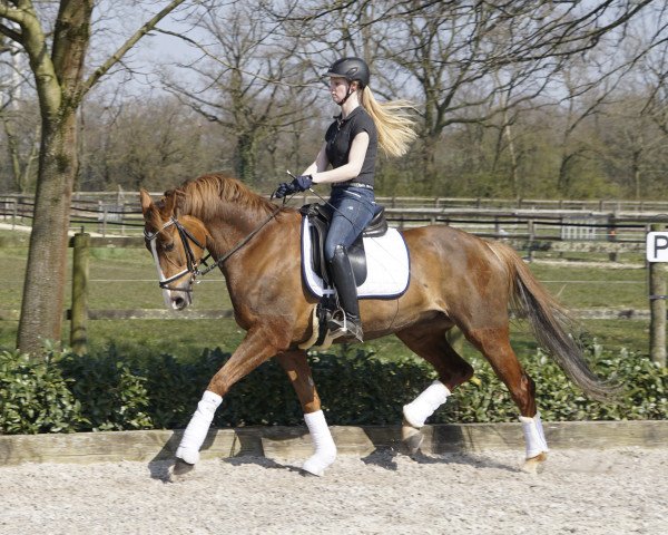 dressage horse Secret One (Oldenburg, 2011, from Sir Donnerhall I)
