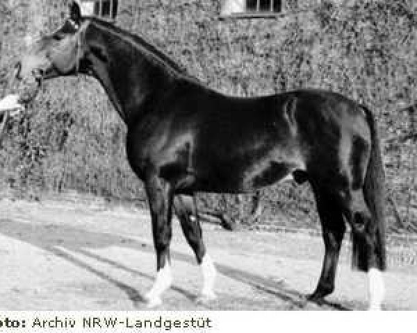 stallion Bariton (Westphalian, 1967, from Blauspecht xx)