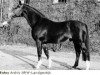 stallion Bariton (Westphalian, 1967, from Blauspecht xx)
