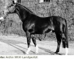 stallion Bariton (Westphalian, 1967, from Blauspecht xx)