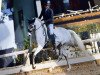 dressage horse Baby Colada (German Riding Pony, 2014, from Black Champion)