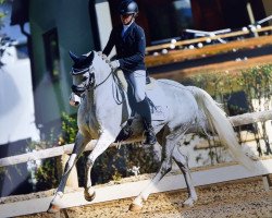 dressage horse Baby Colada (German Riding Pony, 2014, from Black Champion)