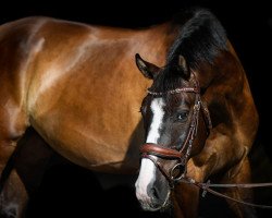 Springpferd Colombro CH (Schweizer Warmblut, 2013, von HRH Colombardo)