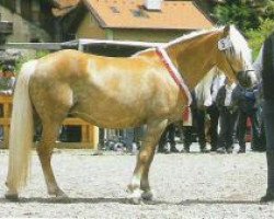 broodmare 14299/T Junella (Haflinger, 1988, from Aras)