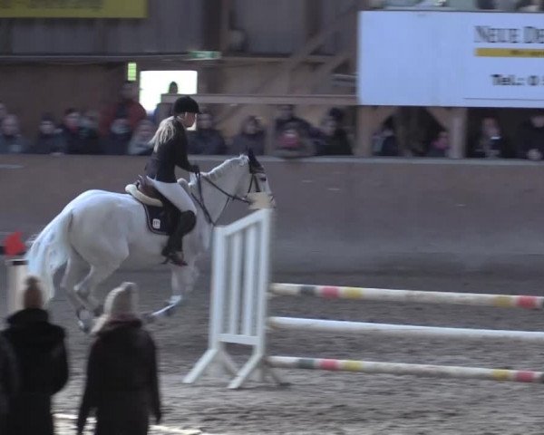 Hallenspringturnier Springe 2015