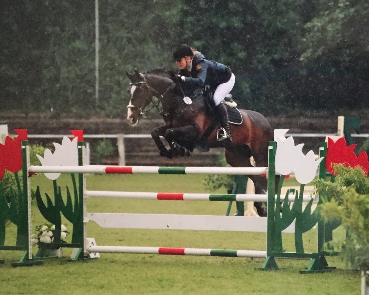 jumper Rolling Stone (Hanoverian, 2000, from Rabino)
