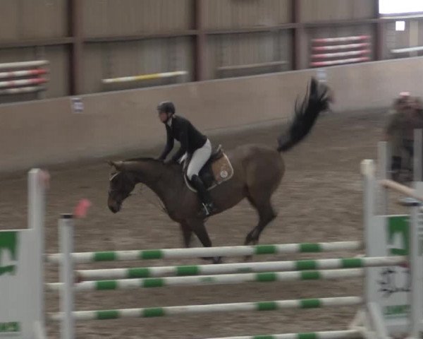 Hallenspringturnier Springe 2015