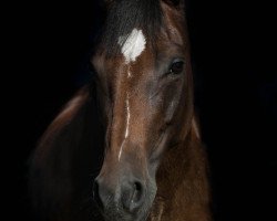 Dressurpferd Nelli Pirelli 2 (Deutsches Reitpony, 2010, von Nagano)