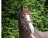 dressage horse Samba's Dark Rubin (Hanoverian, 2008, from Samba Hit I)