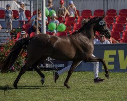 Springpferd Charleen San (Deutsches Reitpony, 2016, von HET Golden Dream)