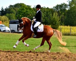 broodmare Nené (German Riding Pony, 2017, from Fs Numero Uno)