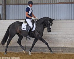 Pferd Dauphine (Schwedisches Warmblut, 2016, von Fürsten-Look)