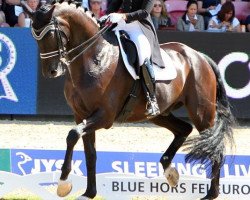 dressage horse Siro (KWPN (Royal Dutch Sporthorse), 1999, from Gribaldi)