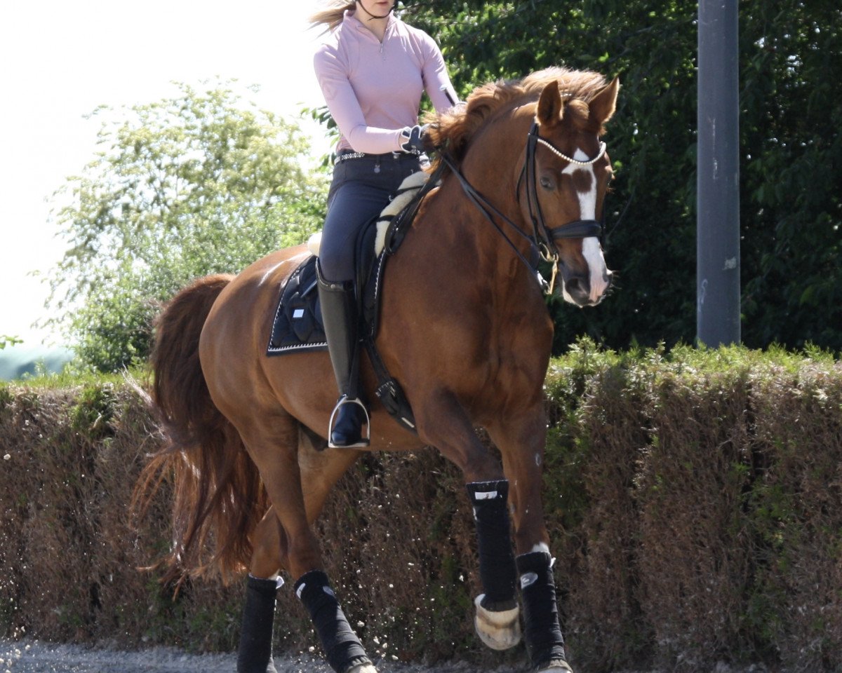 dressage horse Big Point H (Rhinelander, 2004, from Belissimo NRW)