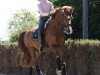 dressage horse Big Point H (Rhinelander, 2004, from Belissimo NRW)