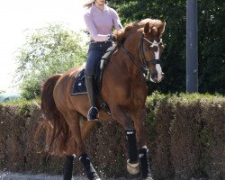 dressage horse Big Point H (Rhinelander, 2004, from Belissimo NRW)