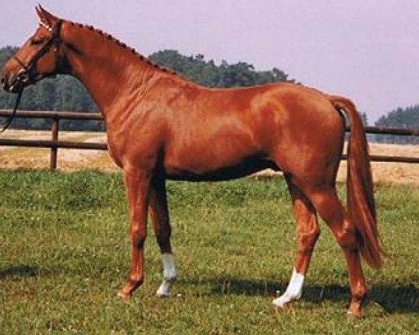 stallion Kupferberg Gold (Trakehner, 1983, from Mahon)
