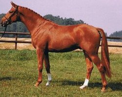 Deckhengst Kupferberg Gold (Trakehner, 1983, von Mahon)