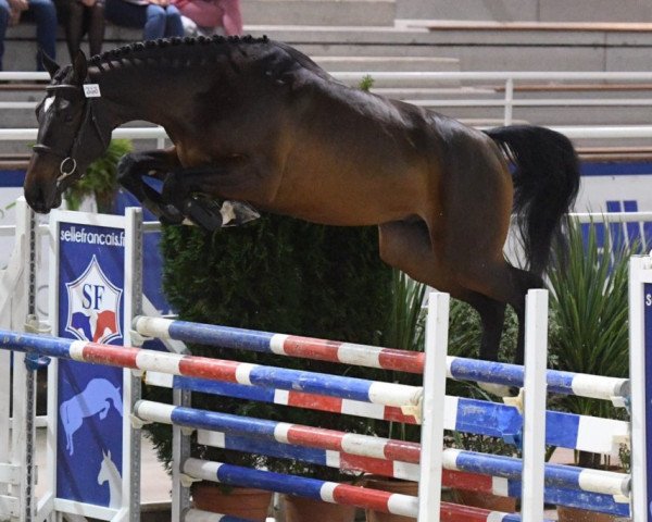 stallion Gus Star D'Esclain (Selle Français, 2016, from Big Star)